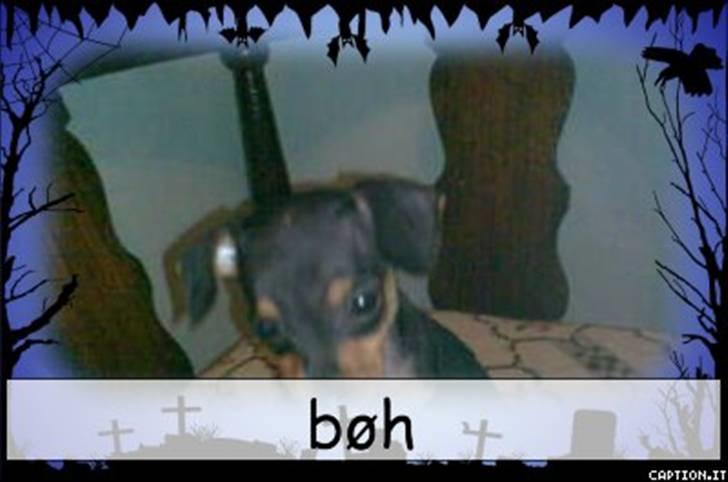 Dvaergpinscher dudu *DØD* billede 3