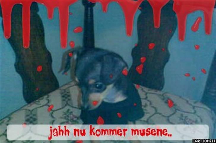 Dvaergpinscher dudu *DØD* billede 4