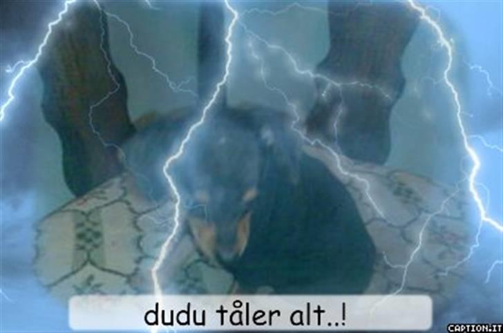 Dvaergpinscher dudu *DØD* billede 5