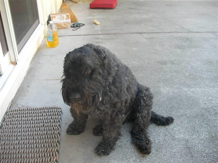 Bouvier des flandres Buffer - Har du snart taget det billede eller hvad? billede 6
