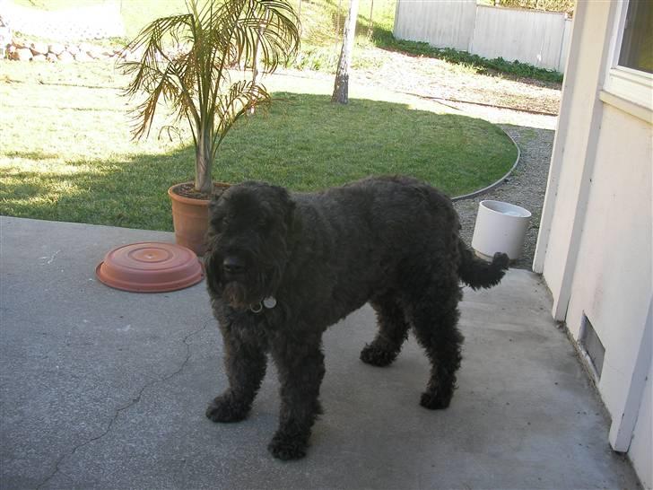 Bouvier des flandres Buffer - Maa jeg snart gaa eller hvad! billede 7