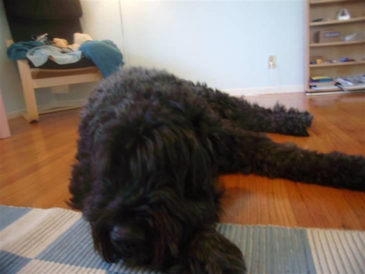 Bouvier des flandres Buffer billede 8