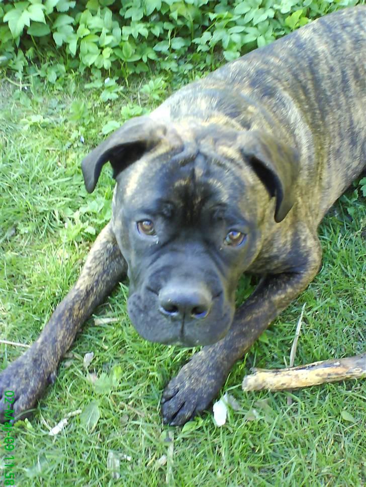 Blanding af racer Harley billede 1