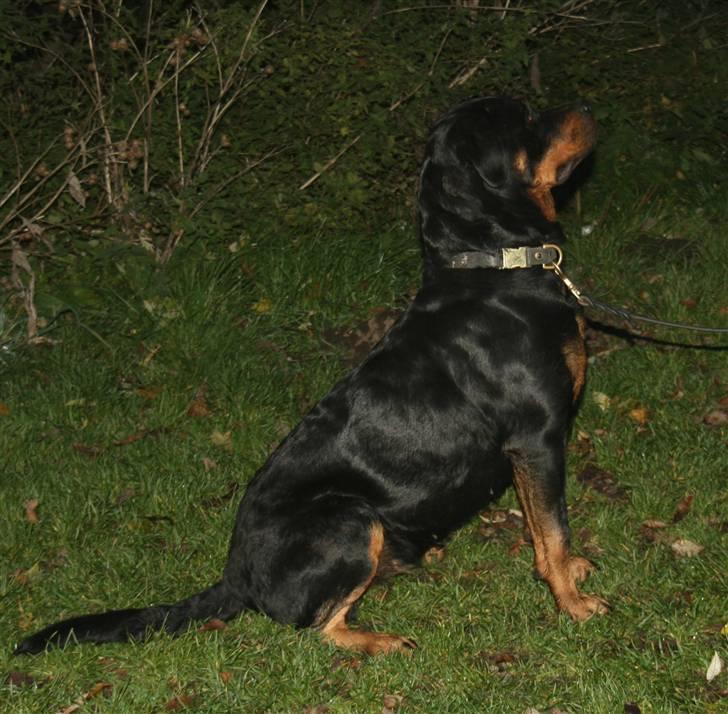 Rottweiler Marienlund's Queen *RIP* billede 1