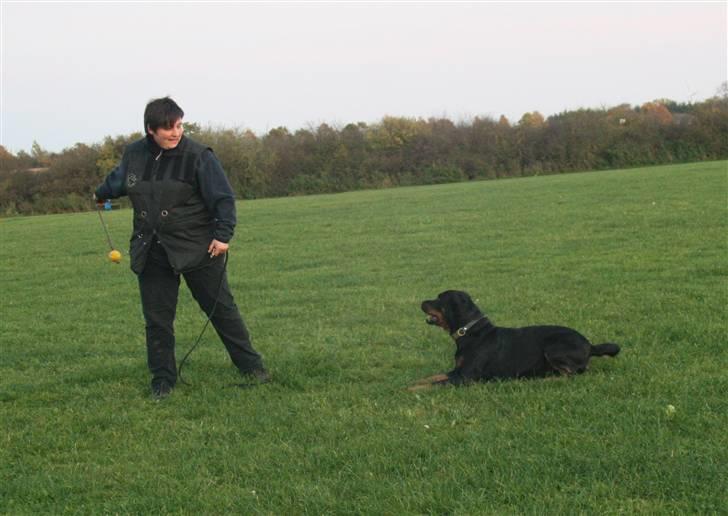 Rottweiler Marienlund's Queen *RIP* billede 2