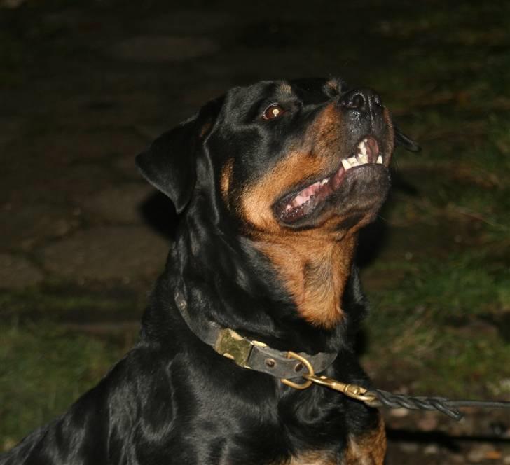 Rottweiler Marienlund's Queen *RIP* billede 3