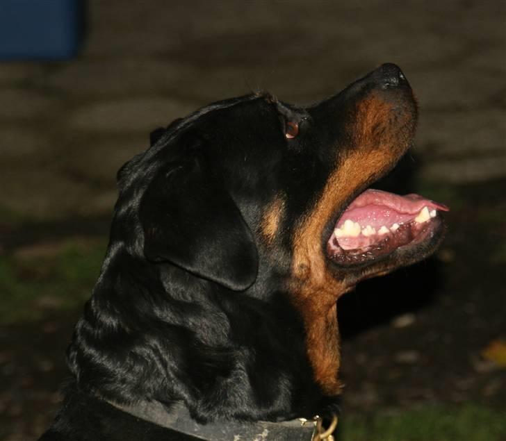 Rottweiler Marienlund's Queen *RIP* billede 4