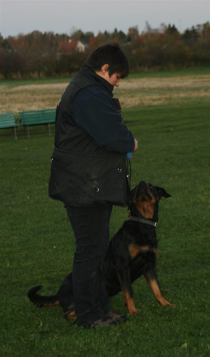 Rottweiler Marienlund's Queen *RIP* billede 6