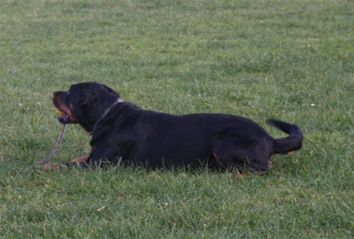 Rottweiler Marienlund's Queen *RIP* billede 7