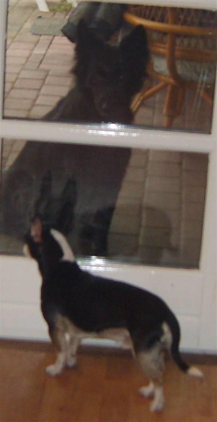 Schæferhund Leika - Øv...skal man så bare stå herude.... billede 19