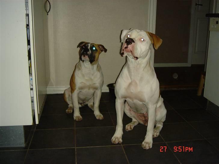 Amerikansk bulldog CadillacBulls " Tank " billede 9