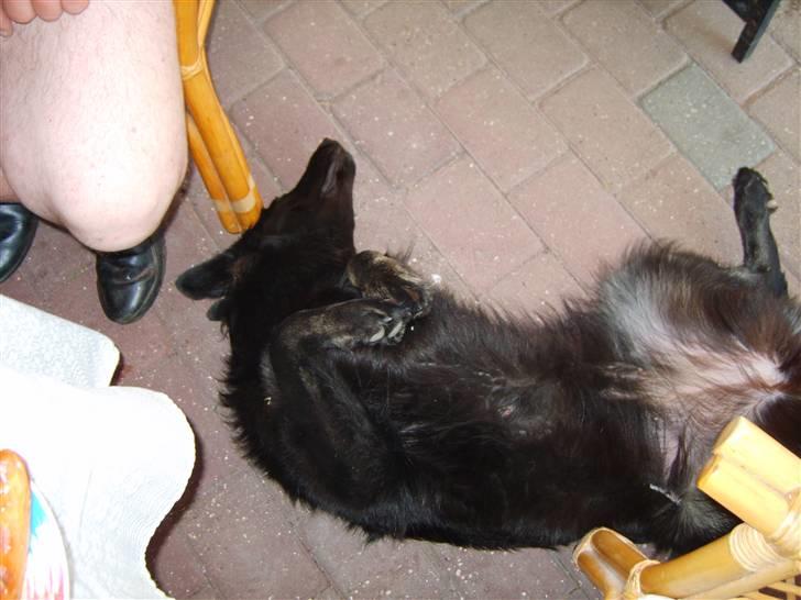 Schæferhund Leika - Halløj...er der nogen der vil kæle mig..... billede 20