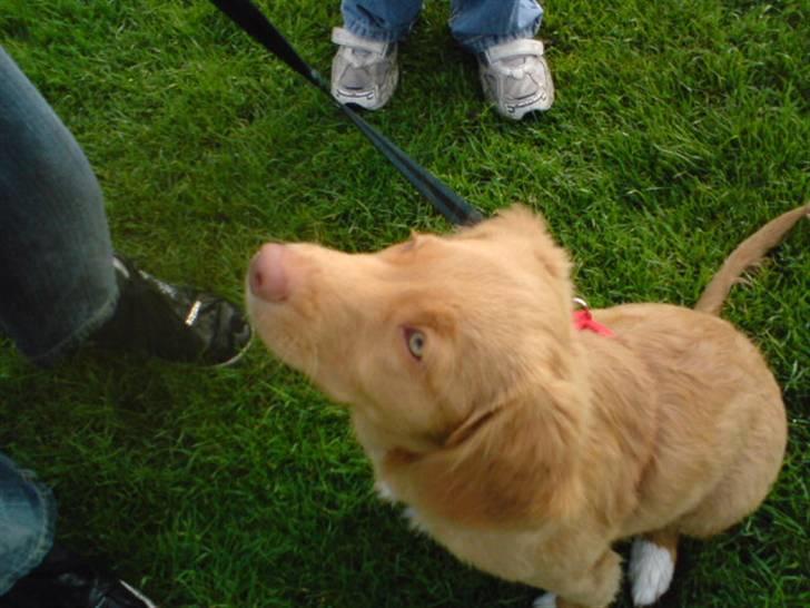 Nova scotia duck tolling retriever feenja billede 1