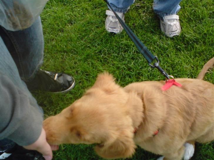 Nova scotia duck tolling retriever feenja billede 2