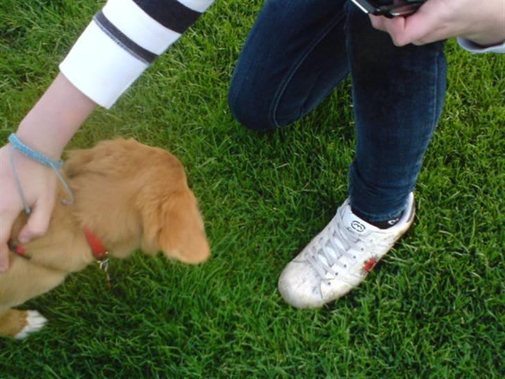 Nova scotia duck tolling retriever feenja billede 8