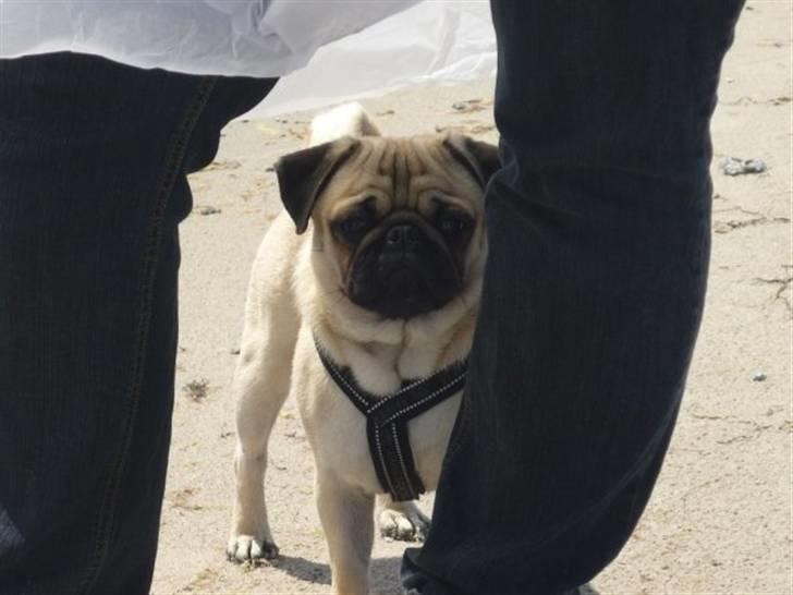 Mops Samson billede 14