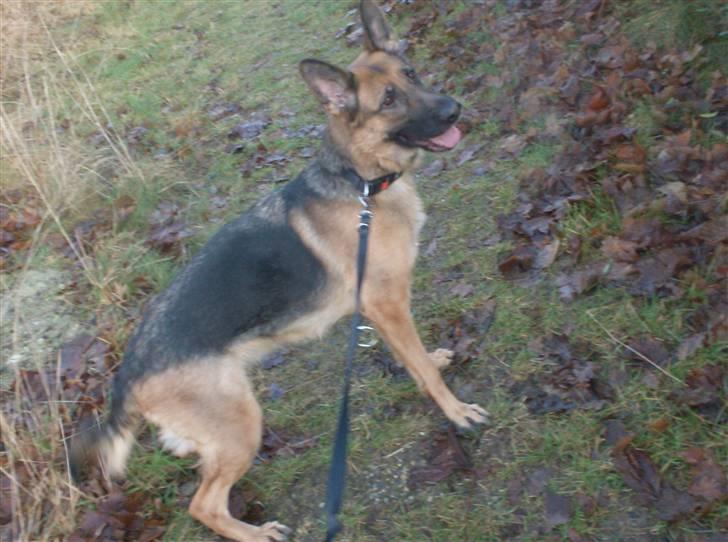 Schæferhund Zita (chefen) billede 4