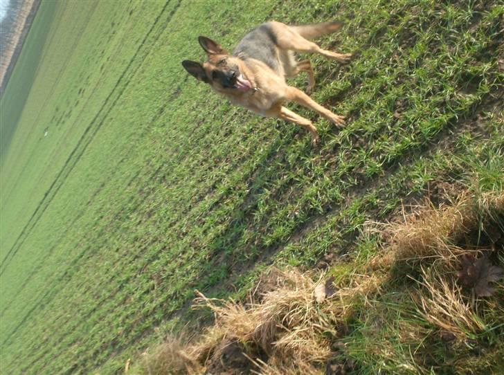 Schæferhund Zita (chefen) billede 5