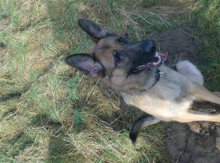Schæferhund Zita (chefen) billede 6