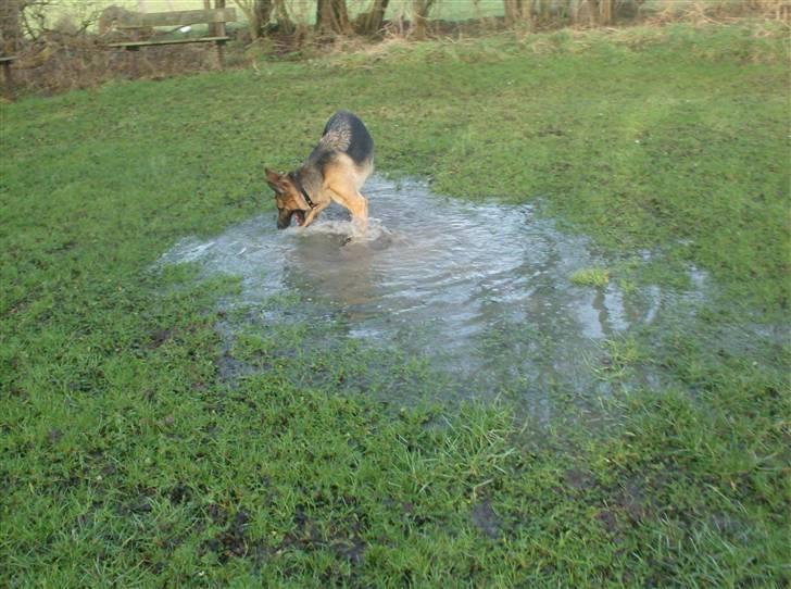 Schæferhund Zita (chefen) billede 7