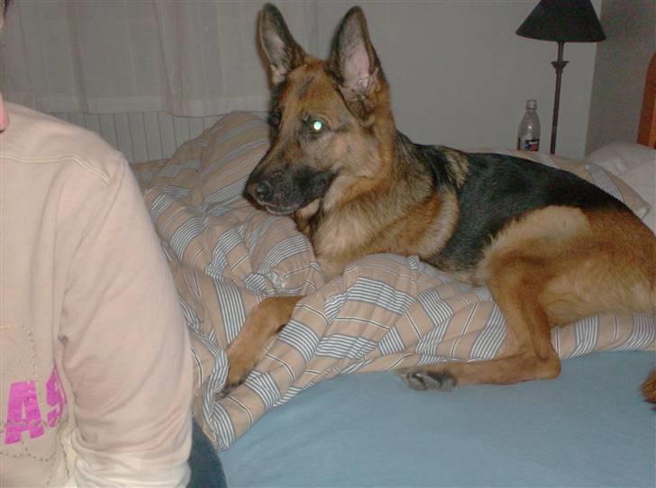 Schæferhund Zita (chefen) billede 8