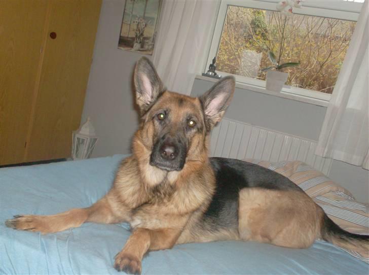 Schæferhund Zita (chefen) billede 9