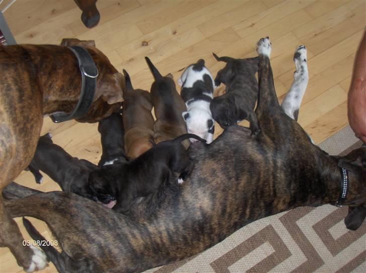 Blanding af racer Bezz billede 7