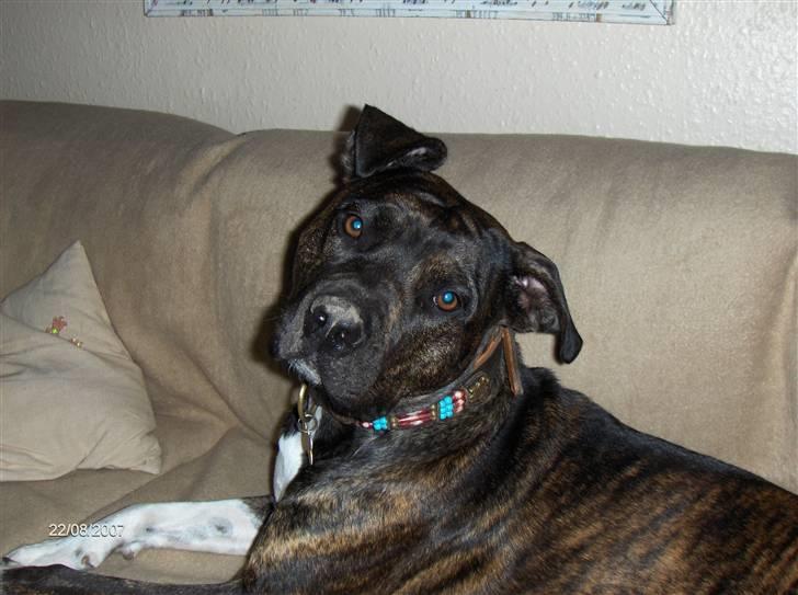 Blanding af racer Bezz billede 8