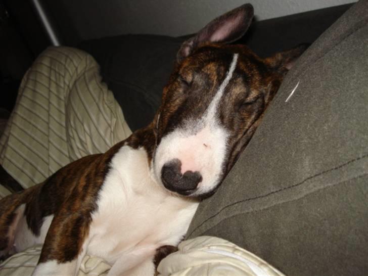 Bullterrier Lilli - træt hehe billede 16