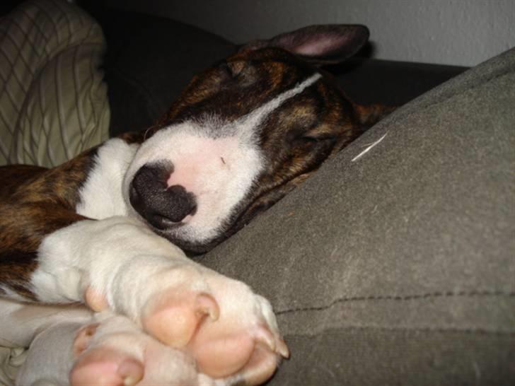 Bullterrier Lilli billede 17