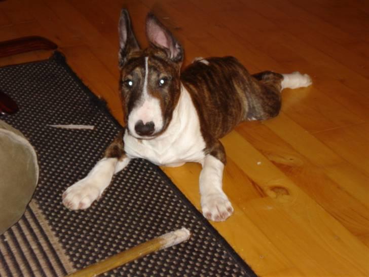 Bullterrier Lilli billede 18