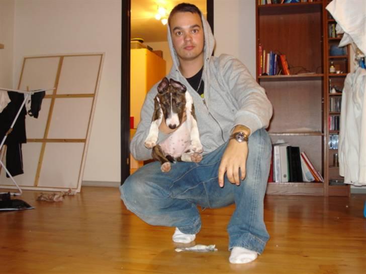 Bullterrier Lilli - Lilli og mig billede 19