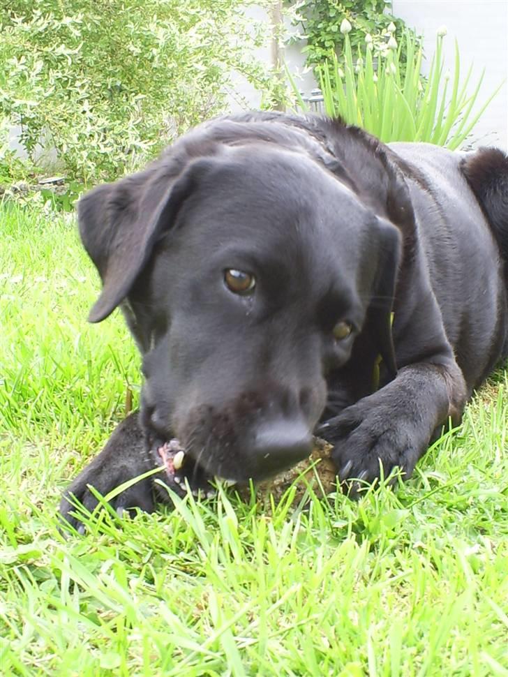 Labrador retriever Molly R.I.P billede 1