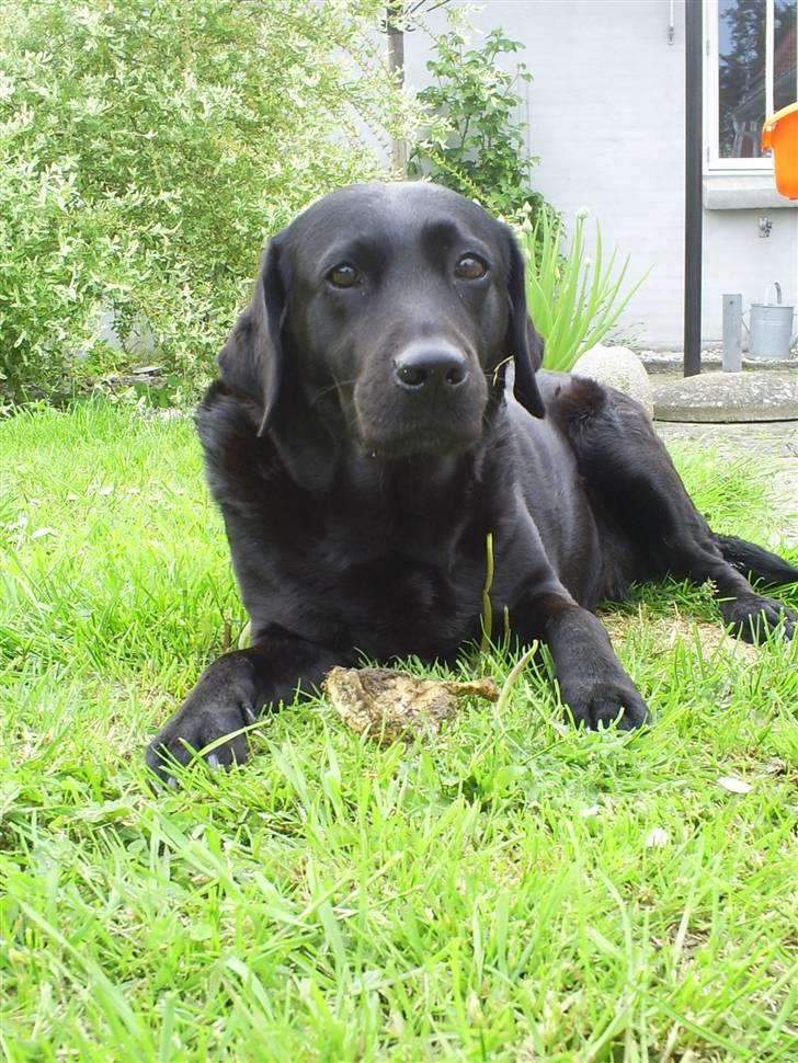 Labrador retriever Molly R.I.P billede 2