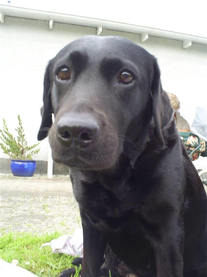 Labrador retriever Molly R.I.P billede 3