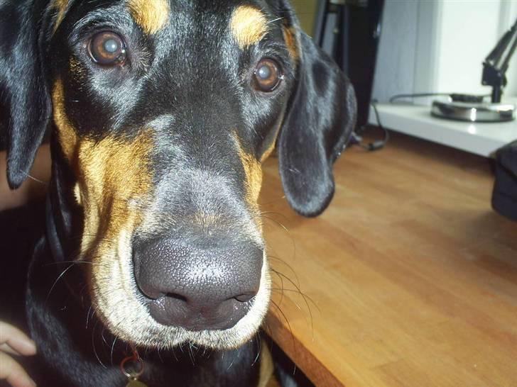 Blanding af racer Jensen.. billede 11