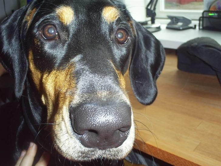 Blanding af racer Jensen.. - se mig..!!! billede 12