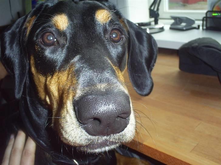 Blanding af racer Jensen.. - mor jeg gider ikke lige nu billede 13