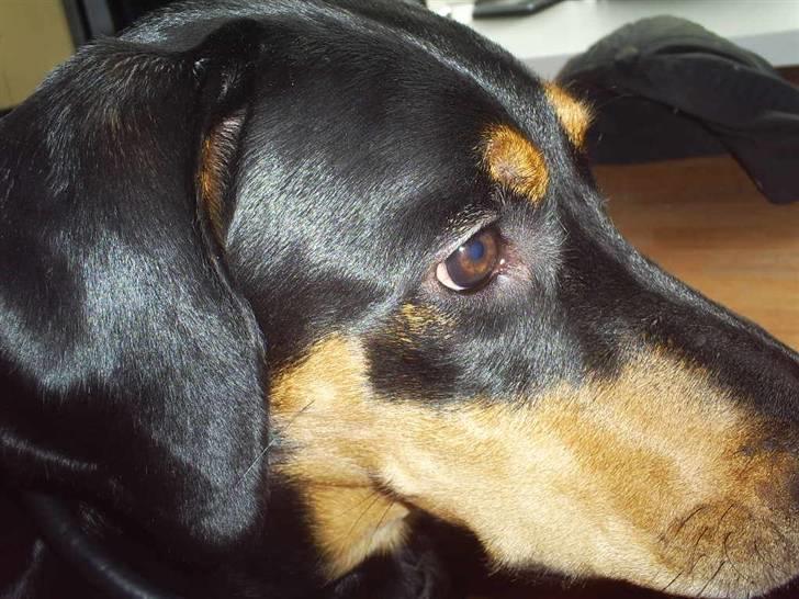 Blanding af racer Jensen.. billede 14