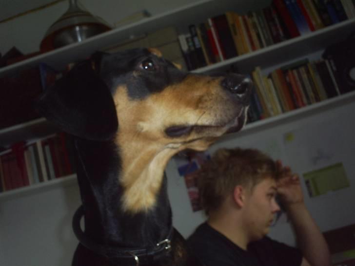 Blanding af racer Jensen.. - følger lige med billede 15