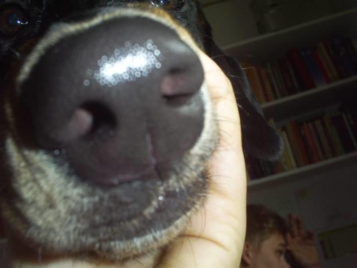 Blanding af racer Jensen.. - what... billede 16