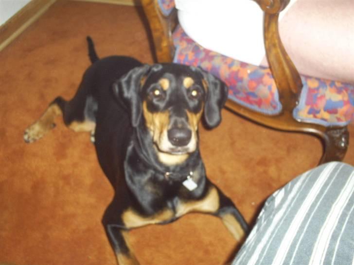 Blanding af racer Jensen.. billede 17