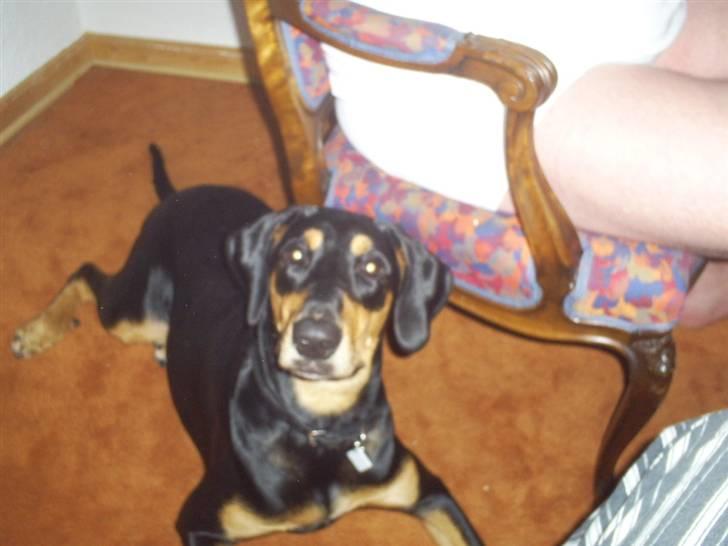 Blanding af racer Jensen.. - se hvor er jeg flot... billede 18