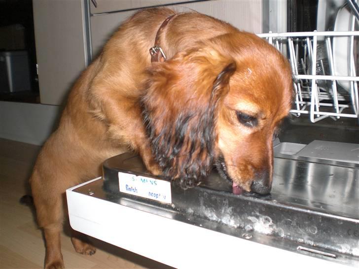 Miniature gravhund sille - frække sille billede 14