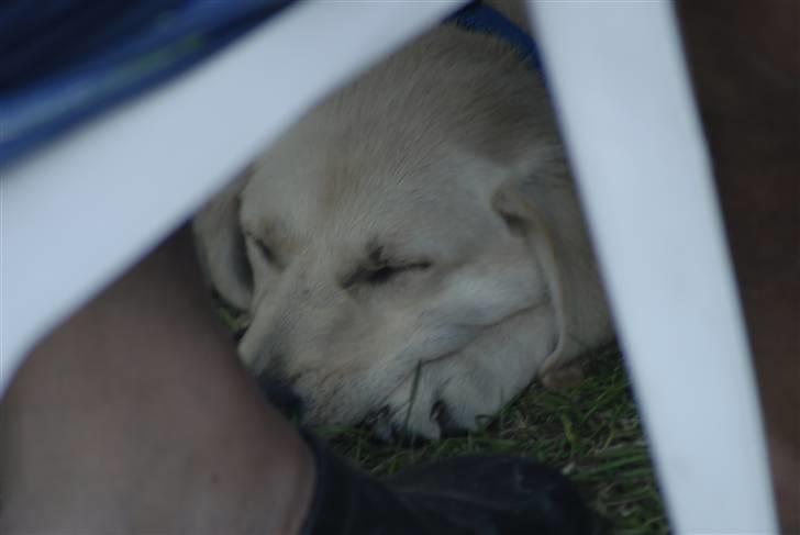 Blanding af racer *~Mille~* billede 13