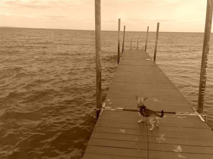 Chihuahua Oliver - Oliver på stranden ( badebroen ) billede 11