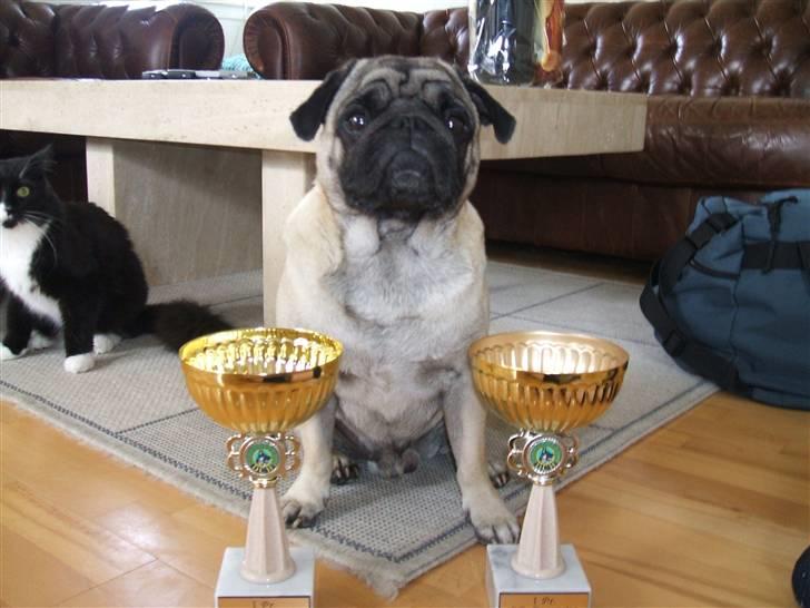 Mops Carisma Buller "Nemo" - Mors vinder-hund billede 10