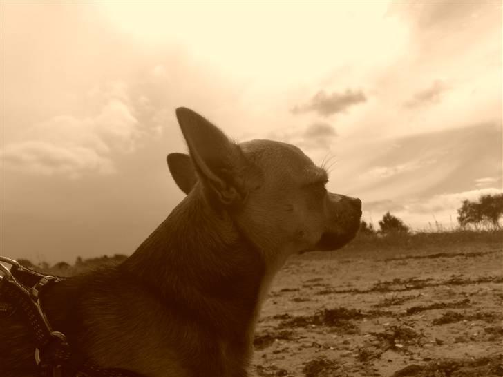 Chihuahua Oliver - Oliver igen på stranden billede 12