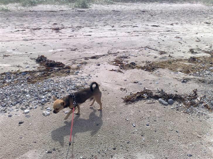 Chihuahua Oliver - Han elsker at gå tur på starnden billede 13