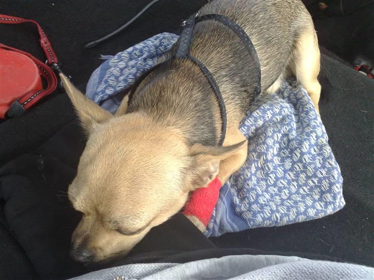 Chihuahua Oliver - Oliver ligger og sover i bilen på vej hjem fra dyrelægen . han fik fjernet hans jagtklo.  ( den er på vej ud igen ) billede 14